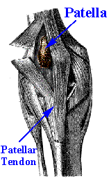 The patella inside the patellar tendon