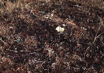 Dry spot on hummock illustrating extreem short distance variation in ecology on tundra landforms.