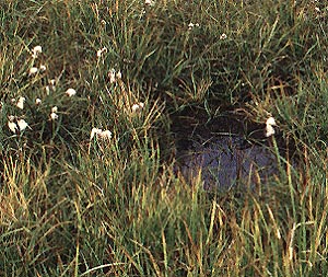 tundra water