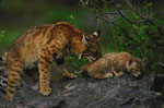 eye color - illustration bobcat mother and kitten