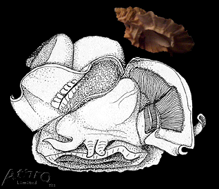 Mantle cavity anatomy of Ceratostoma foliatum