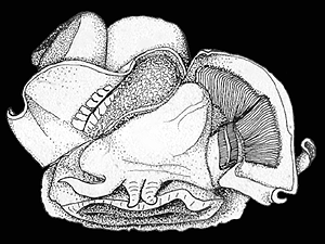 Mantle cavity anatomy of Ceratostoma foliatum