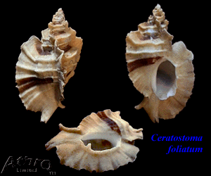 Shell of Ceratostoma foliatum