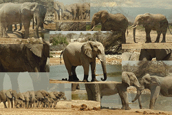 Elephants