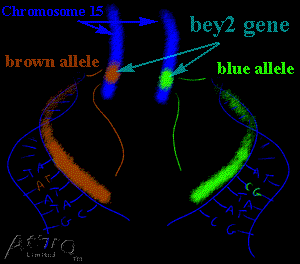 Chromosomes Alleles