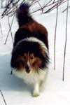 A Sheltie (Shetland Sheepdog): Jeremy in snow