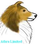 shaded sable sheltie, head color is sable with black overlay