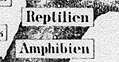 Reptiles and amphibians