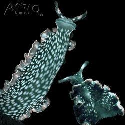 Symetrical sea slugs