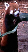 red panda (lesser panda) eating carots at the taronga park zoo, sydney, australia.