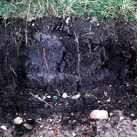 peat under sedges on the black mountain, Cymru.