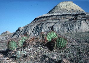 Thin Lignite in Paleocene of Montana