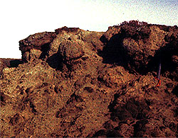 peat layer at top of cliff