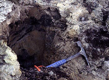 Trench with fresh exposure of peat