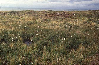 Tundra with pool of water